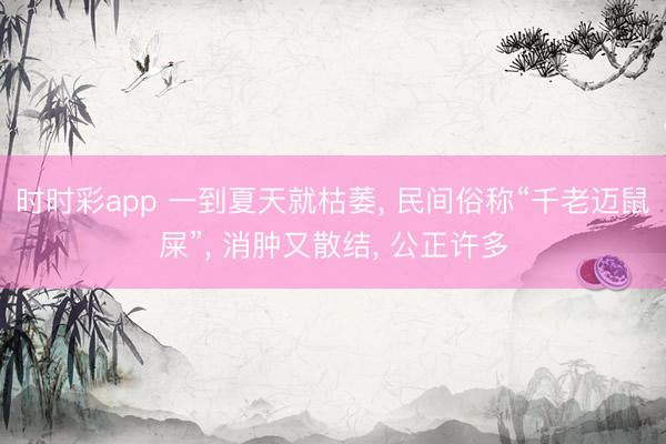 時時彩app 一到夏天就枯萎， 民間俗稱“千老邁鼠屎”， 消腫又散結， 公正許多